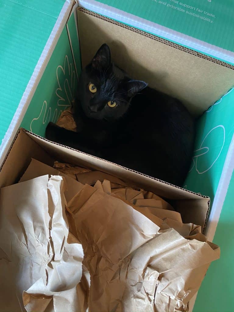 overhead of cat in a Thrive Market box looking up
